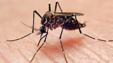 Dengue kills six more people