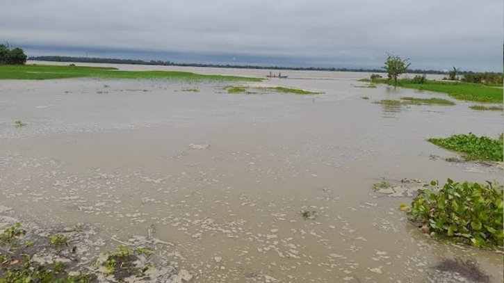 নীলফামারীতে তিস্তার বন্যায় ২০ হেক্টর জমির আমন ক্ষতিগ্রস্তন